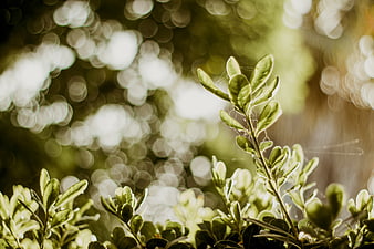 Close-up of green leaves with bokeh background