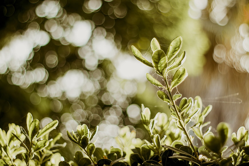 Close-up of green leaves with bokeh background