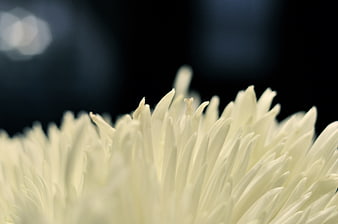 Close-up of white chrysanthemum petals against dark background