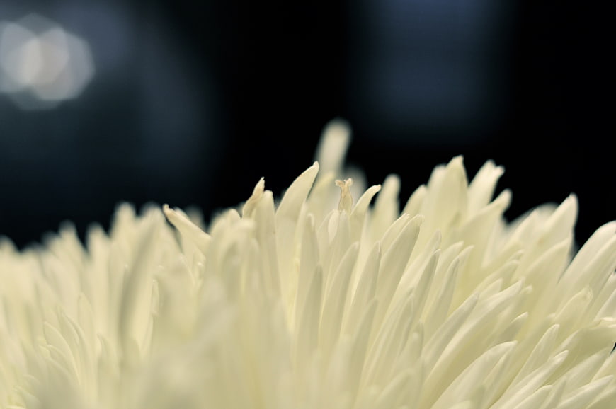 Close-up of white chrysanthemum petals against dark background