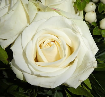 Close-up of a pristine white rose with green leaves