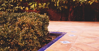 Terracotta Pathway with Blue Tiles and Green Shrubs