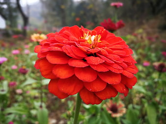 Vibrant Red Zinnia Flower Close-Up in Garden