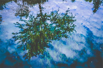 Abstract Reflection of Pine Tree in Blue Water