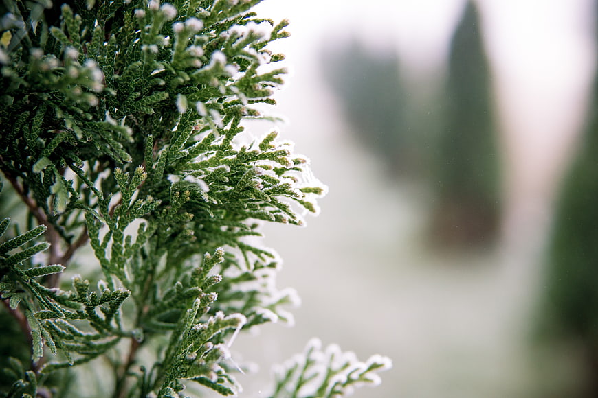 Close-up of frost-covered evergreen branches in winter