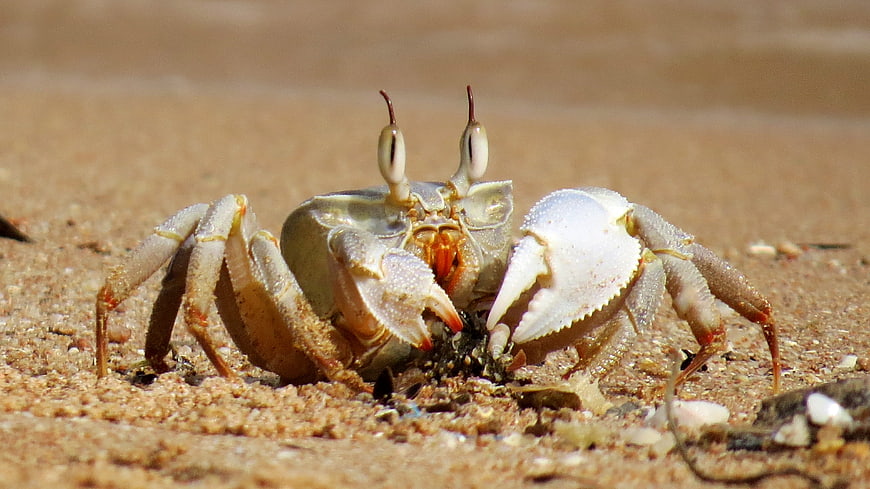 Close-up of a sand crab with prominent eyes on a beach