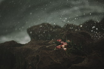Bouquet of roses on rocks in the rain