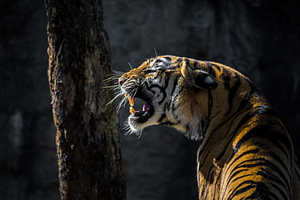 Close-up of a roaring tiger with sharp teeth and intense expression