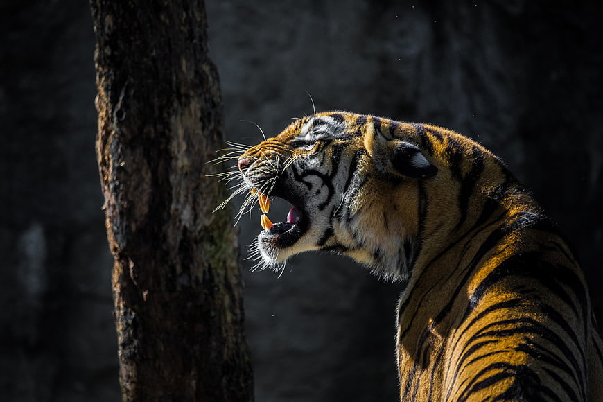 Close-up of a roaring tiger with sharp teeth and intense expression