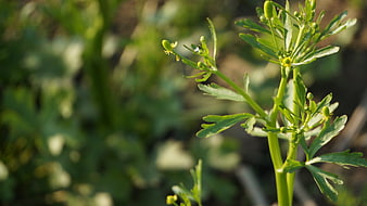 Close-up of green buttercup plant with yellow buds in sunlight