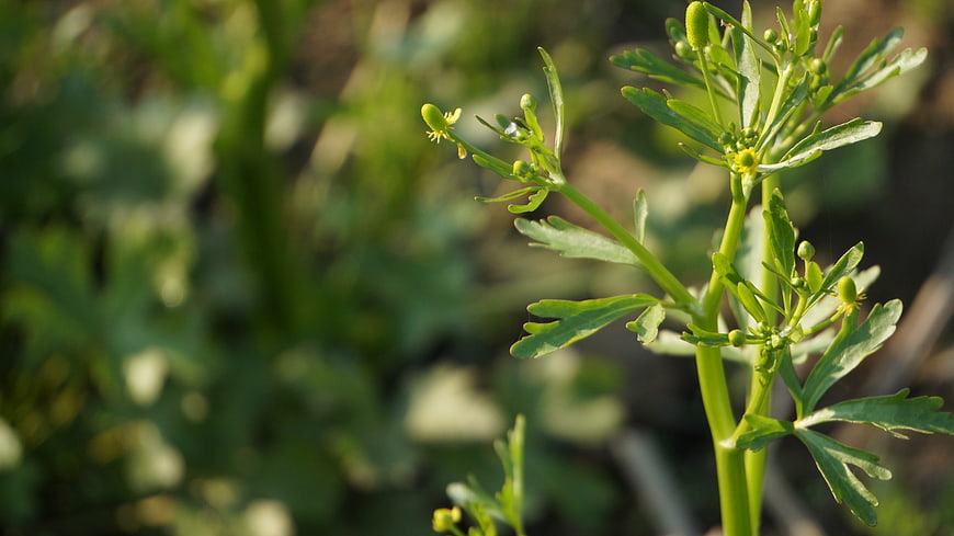 Close-up of green buttercup plant with yellow buds in sunlight