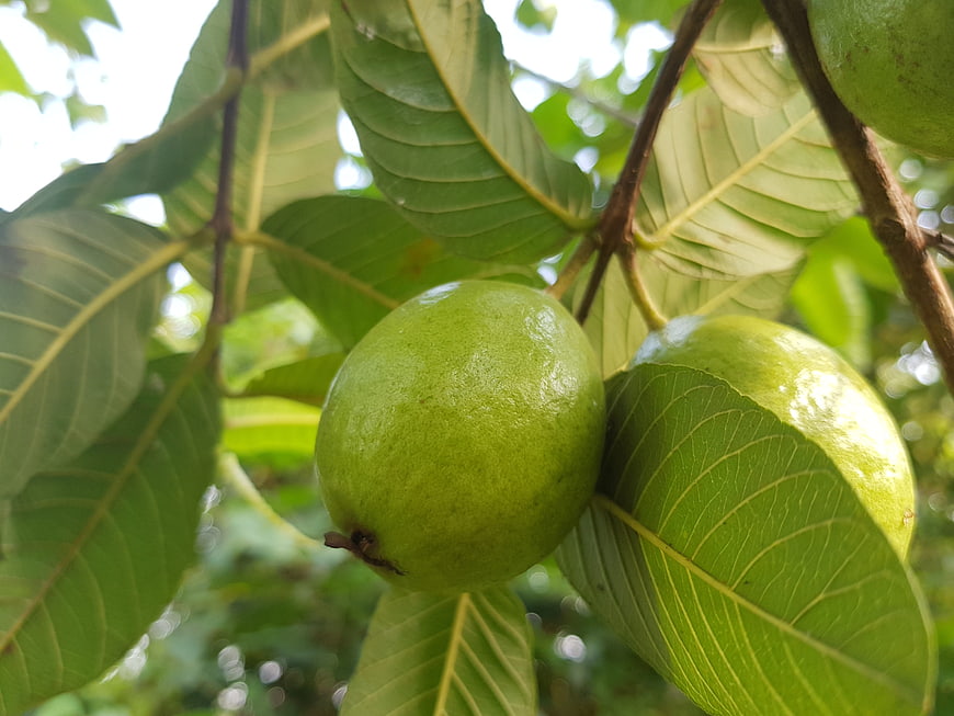 Fresh Green Guavas Hanging on Tree Branch