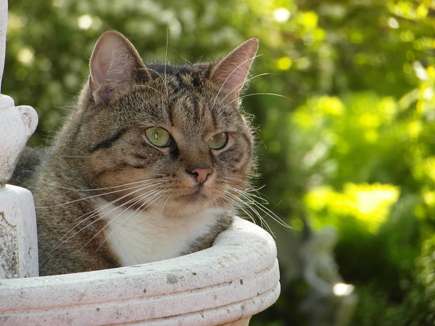 Tabby Cat Resting in Stone Fountain Basin