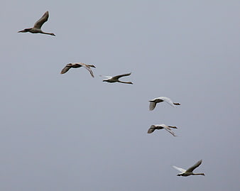 Flock of six swans flying in formation against gray sky