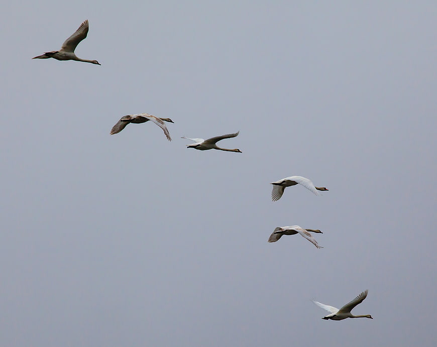 Flock of six swans flying in formation against gray sky