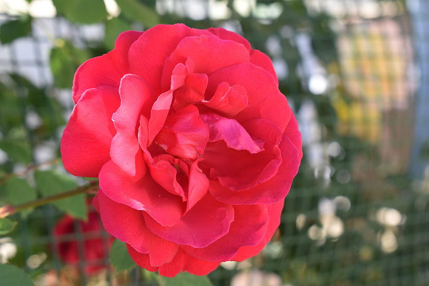 Vibrant Red Rose Close-Up in Garden