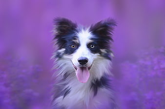 Australian Shepherd Portrait in Purple Lavender Field