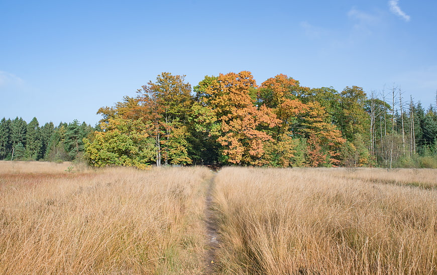 Autumn Path Through Golden Grass to Colorful Forest