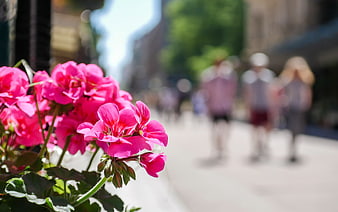 Vibrant Pink Geraniums in Focus with Blurred Urban Street Background