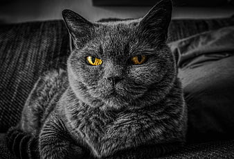 Gray British Shorthair Cat with Golden Eyes Portrait
