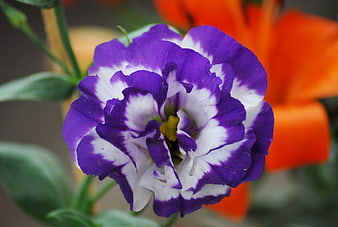 Close-up of purple and white lisianthus flower with blurred orange background
