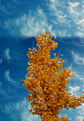 Golden ginkgo tree against blue sky with clouds