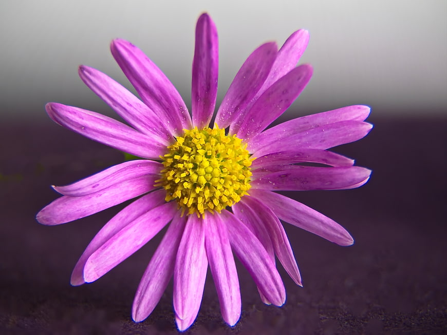 Close-up of a vibrant purple daisy with yellow center