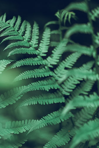 Close-up of green fern fronds in a forest