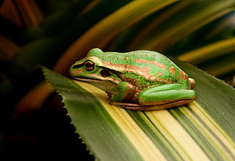 Green Tree Frog Resting on Striped Tropical Leaf
