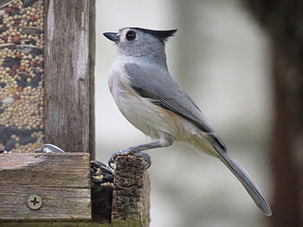 Tufted Titmouse perched on wooden bird feeder