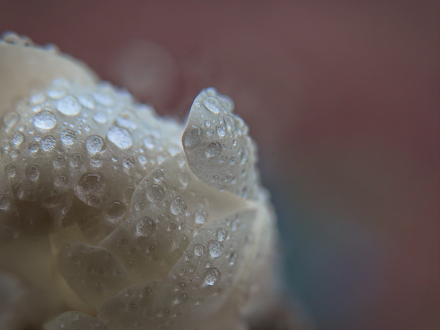 Macro Close-Up of White Flower Petals with Water Droplets