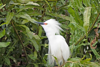 White Snowy Egret with Crest in Green Foliage