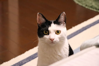 Close-up portrait of a black and white domestic cat