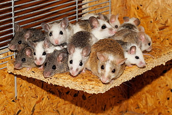 Group of Pet Mice on Wooden Platform in Cage