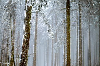 Misty Winter Forest with Snow-Covered Fir Trees