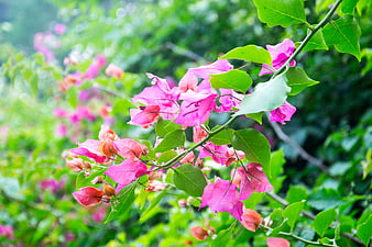 Vibrant Pink Bougainvillea Flowers on Green Branch