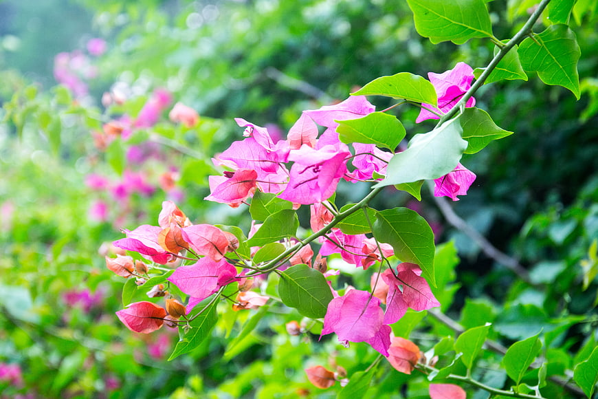 Vibrant Pink Bougainvillea Flowers on Green Branch