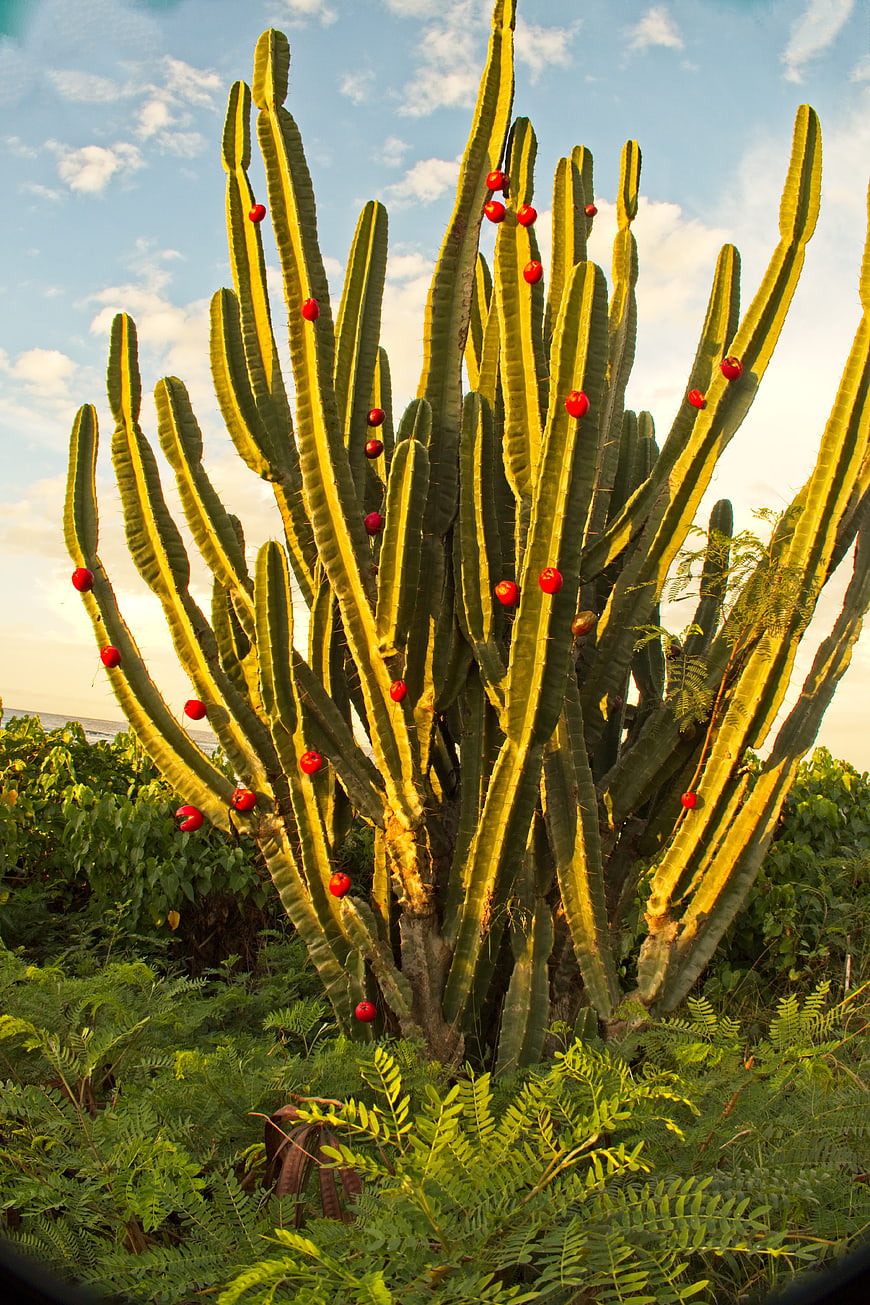 Tall Cactus with Red Fruits in Tropical Garden