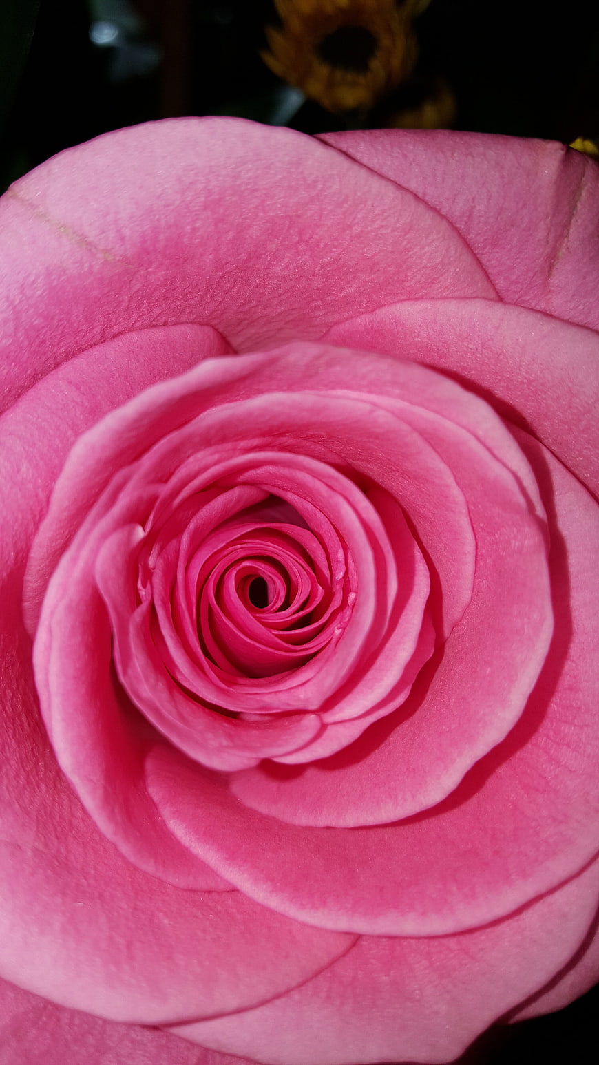 Close-up of a vibrant pink rose with spiral petals