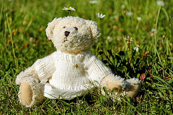 Cute teddy bear in knitted sweater sitting in grassy meadow