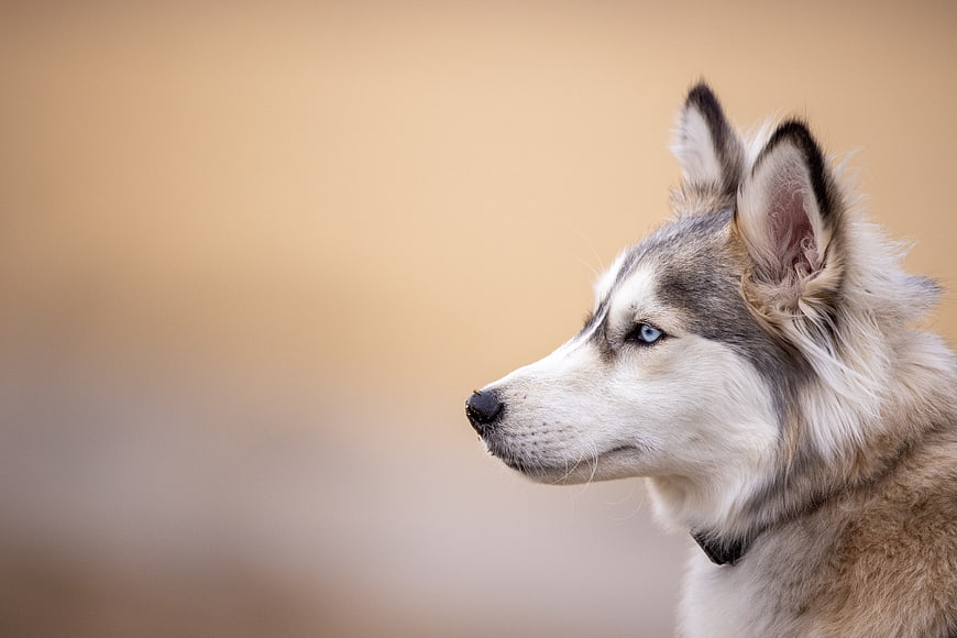 Profile Portrait of Siberian Husky with Blue Eyes