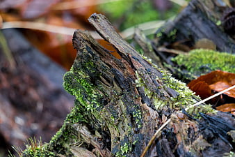 Close-up of mossy decaying wood in autumn forest