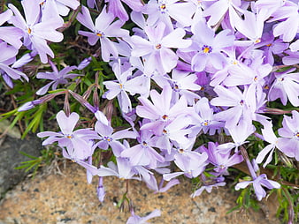 Close-up of blooming purple phlox flowers on stone