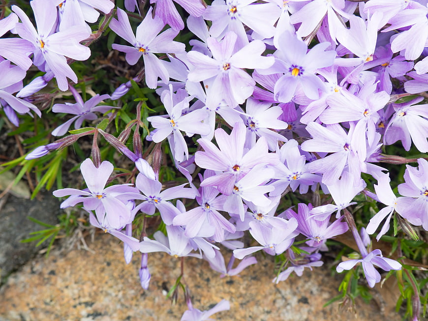 Close-up of blooming purple phlox flowers on stone