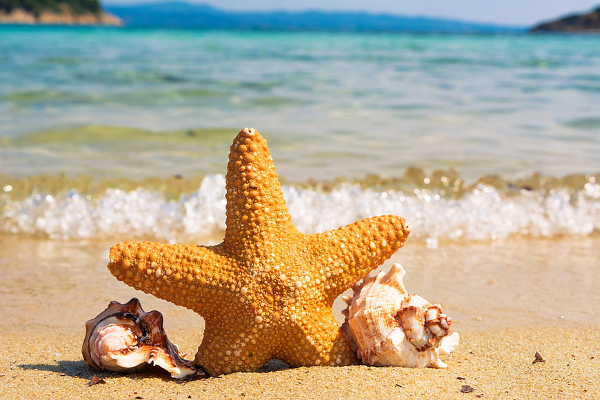 Orange Starfish and Seashells on Sandy Beach with Ocean