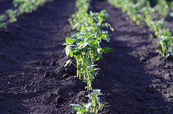 Young potato plants growing in rows in dark soil