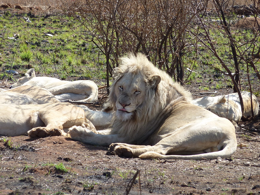 White Lion Resting in African Savanna with Pride
