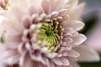 Close-up of a pale pink chrysanthemum flower with green center
