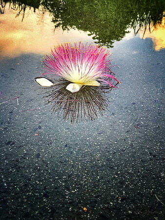 Pink Silk Tree Flower Floating on Water Surface