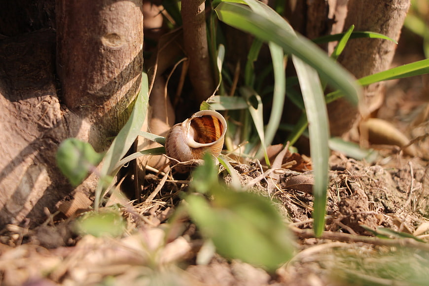 Close-up of a snail shell in garden soil